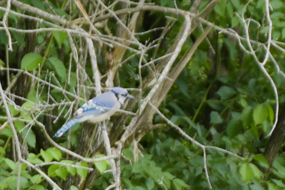 Image of Blue Jay