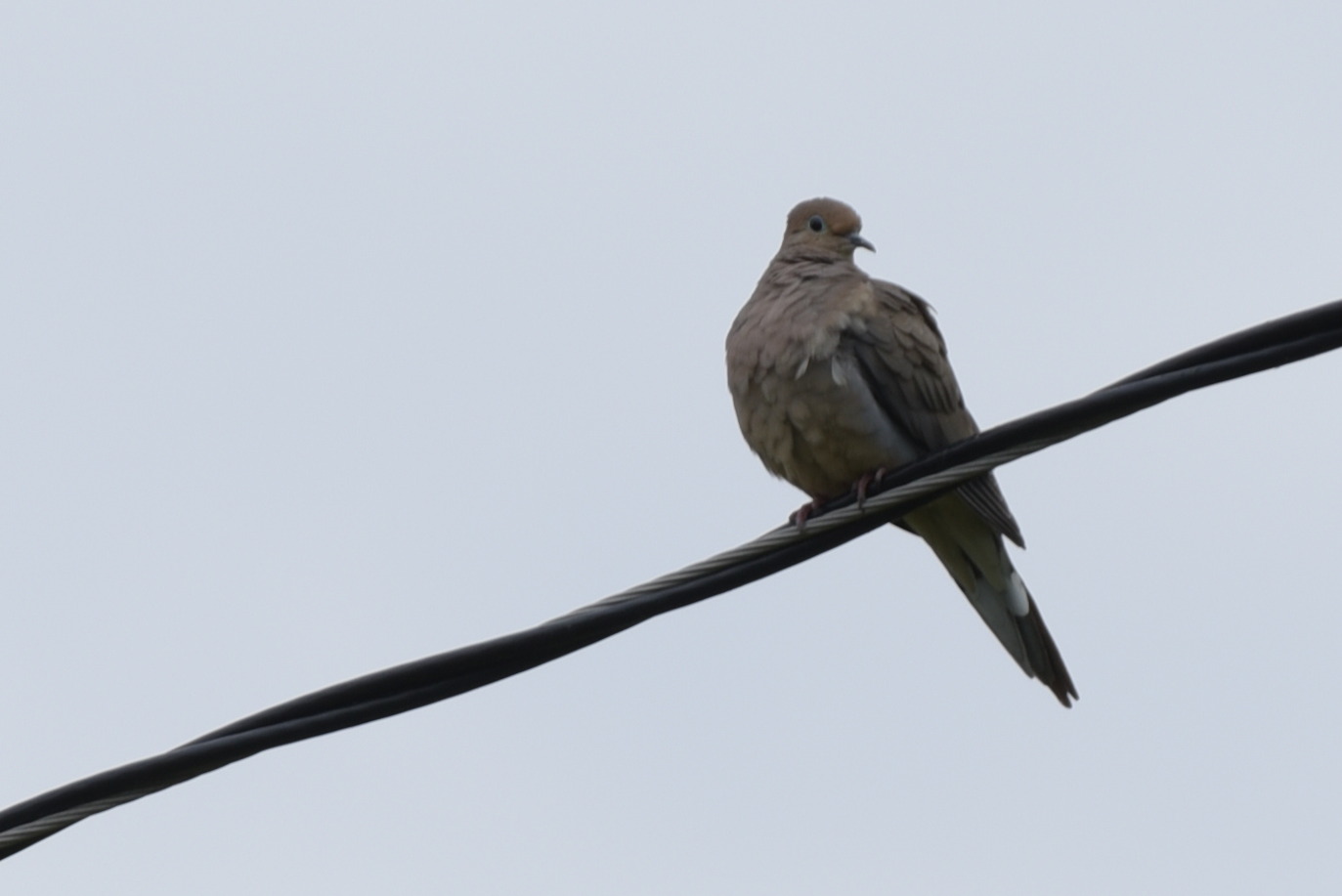 Image of Mourning Dove